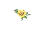 Morecuteness Coupon Code